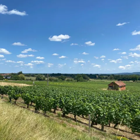 Wijngaarden en de oudste Voie Verte van Frankrijk in Saône-et-Loire