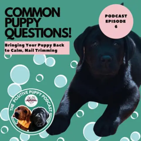 Episode 6: Common Puppy Questions