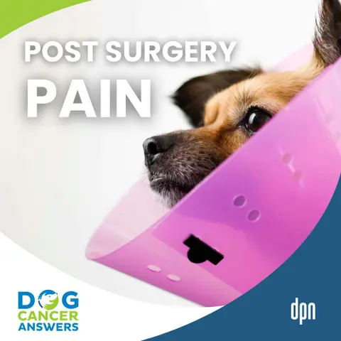 Is My Dog in Pain After Surgery? Yes … and You Can Help! | Tasha McNerney #298