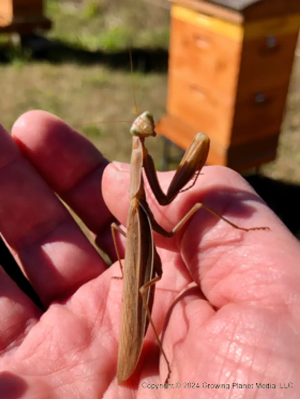 Mantis in Hand