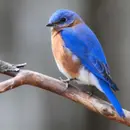 The Bluebird Chronicles: A Catskills Romance