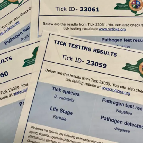 Six Ticks: in the Lyme Light