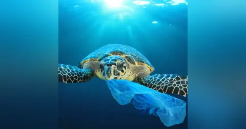 The mystery of missing marine plastic