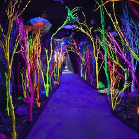 Meow Wolf