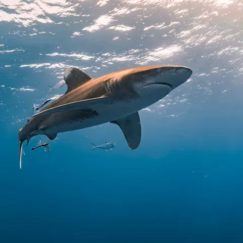 Shark Repellent