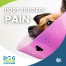 Is My Dog in Pain After Surgery? Yes … and You Can Help! | Tasha McNerney #298