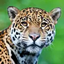Endangered Species