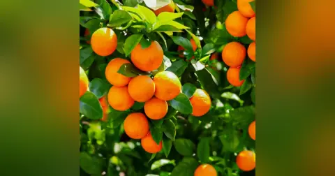 By Their Fruit