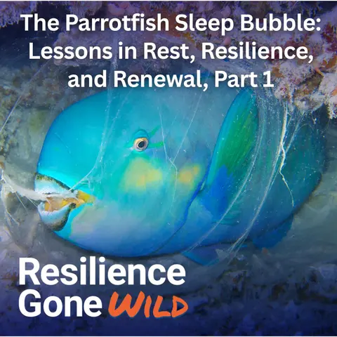 The Parrotfish Sleep Bubble: Lessons in Rest, Resilience, and Renewal, Part 1