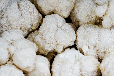 Lion's Mane: A Mushroom for Your Mind