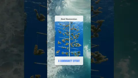 Coral restoration takes a community working together.  🎧 Listen to the full episode.