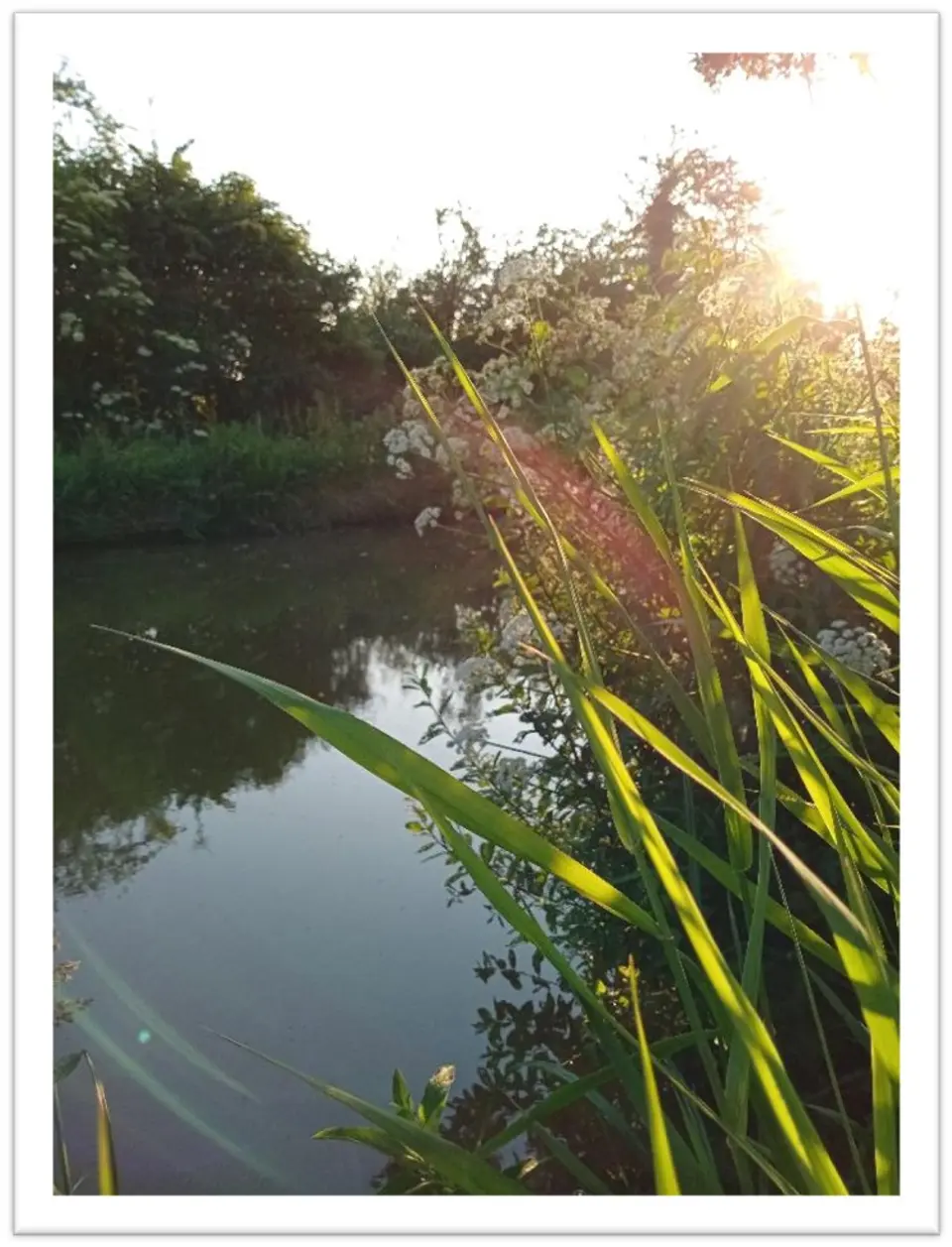 Rushes