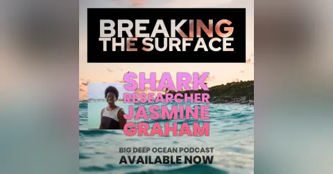 Breaking The Surface - Shark researcher Jasmine Graham on the surprisingly deep connections which attracted her to sharks