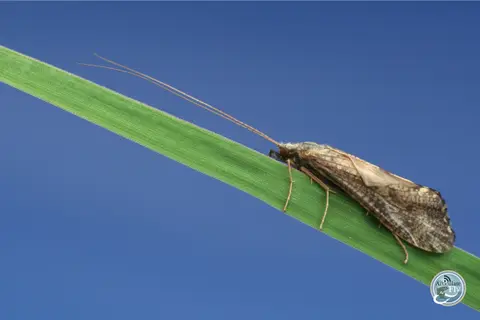 HOW TO FLY FISH: CADDISFLIES (PART II): FISHING THE DRY