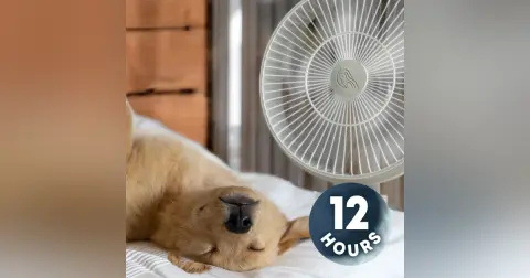 Relax Your Dog with White Noise Fan Sounds 12 Hours | Dog Tested, Dog Approved!