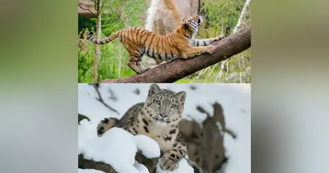 Tigers & Snow Leopards Podcast For Kids