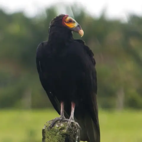 Las aves que hacen el trabajo sucio.