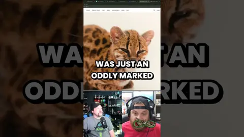 Someone Kept This Undiscovered Cat as a Pet for a Year - IRH 299