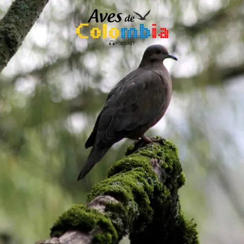 Las palomas y su relación con el hombre.