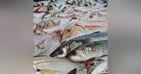 Recetuits: Pescaderías coruñesas, el Capitán Agallas y todo lo que hay que saber sobre el pescado