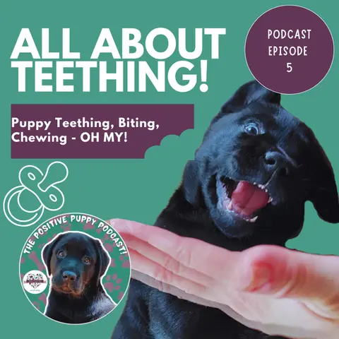 Episode 5: All About Teething!