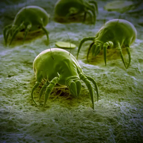 Parasites