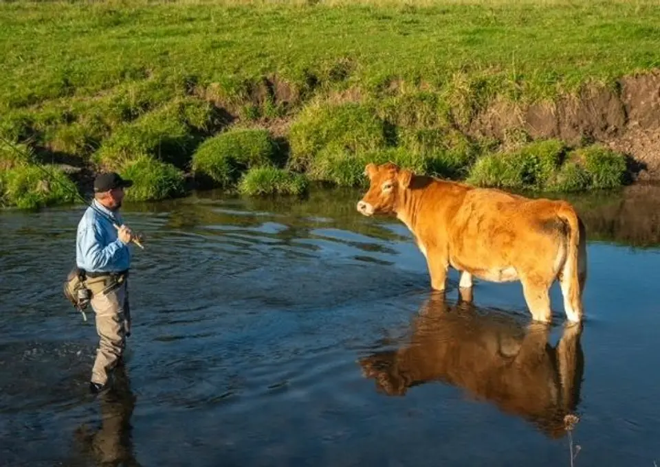 cow in a driftless trout stream
