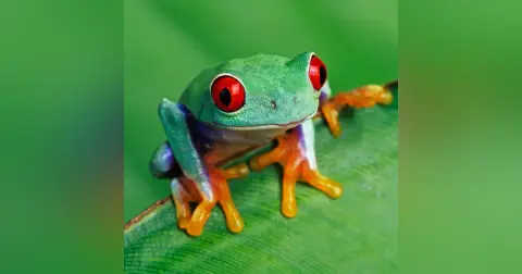 Frogs & Toads