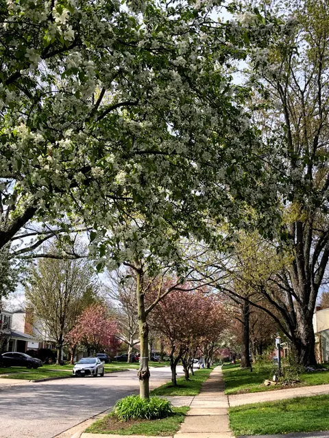 Tree City USA