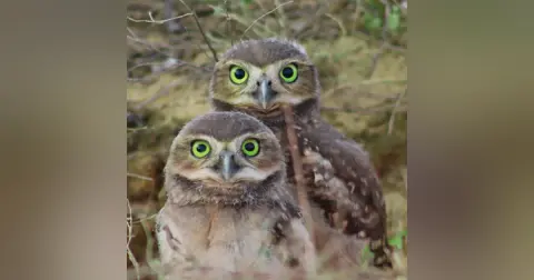 Owls Podcast For Kids