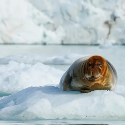 Exploring the Arctic