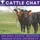 Cattle Chat