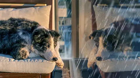 Rain Sounds to Soothe Your Dog | Rain White Noise