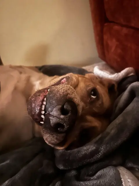 Our Canine Family Members' Evolution