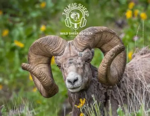 On The Landscape: Saving Bighorn Sheep in the East Kootenays