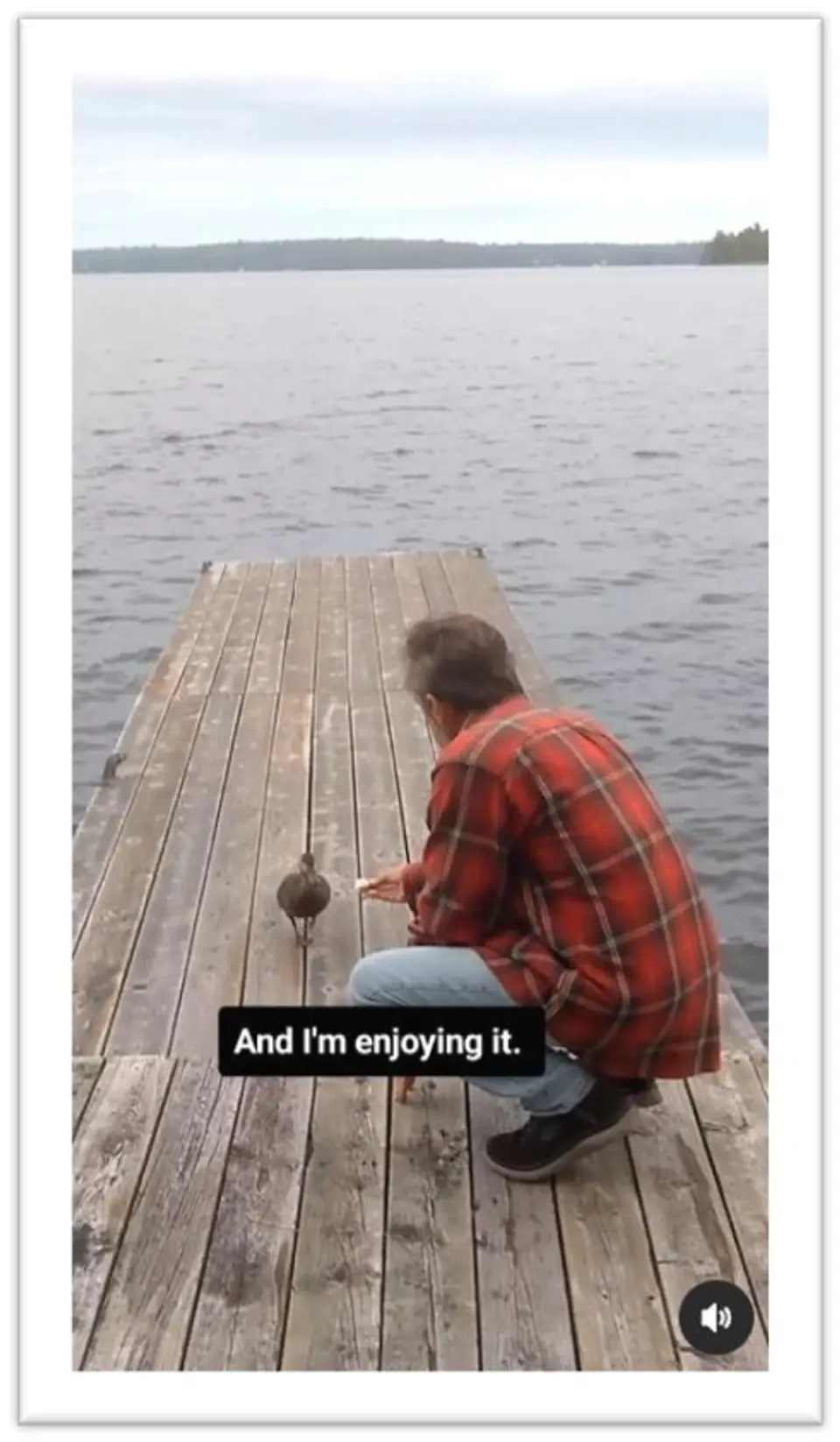 Hogben (comp).jpg Mark Hogben feeding ducks