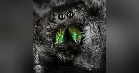 Spiders