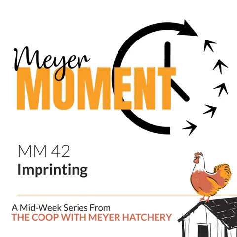 Meyer Moment: Imprinting