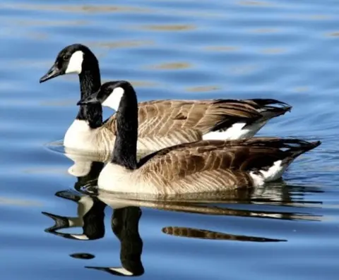 The Goose and the Gander