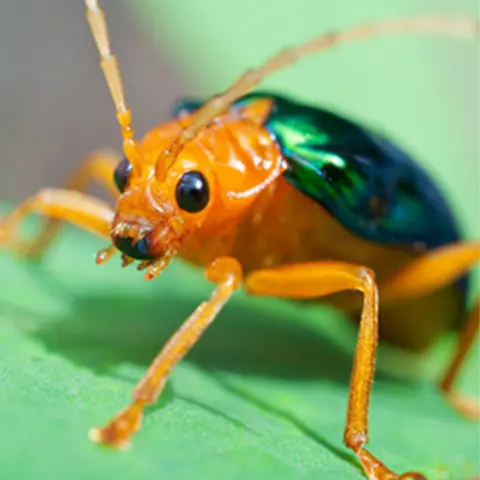 Bugs