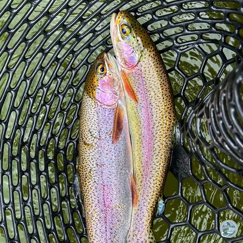 S6, Ep 50: Beyond the Forecast: Mac Brown's Guide to Fishing in Fickle Conditions
