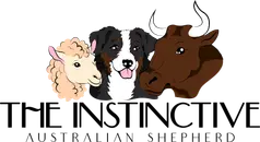 Welcome to the Instinctive Australian Shepherd