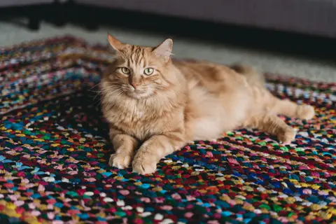 Transient Cardiomyopathy in Cats