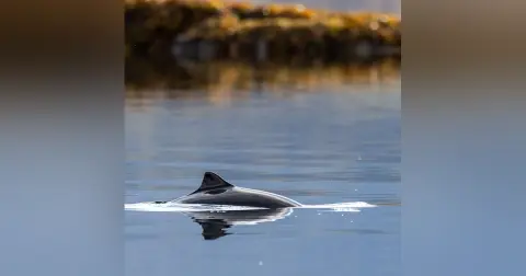 Drones, AI and the future of wildlife conservation