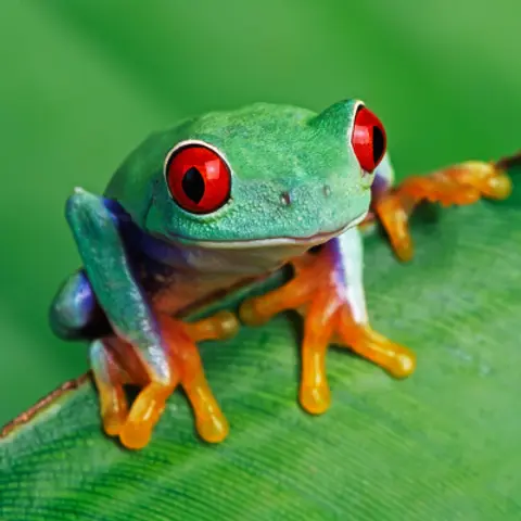 Frogs & Toads