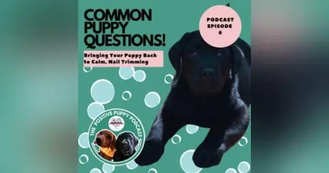 Episode 6: Common Puppy Questions
