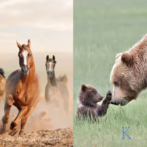 Saving America’s Iconic Wildlife | With Tracy Wilson & Chris Servheen