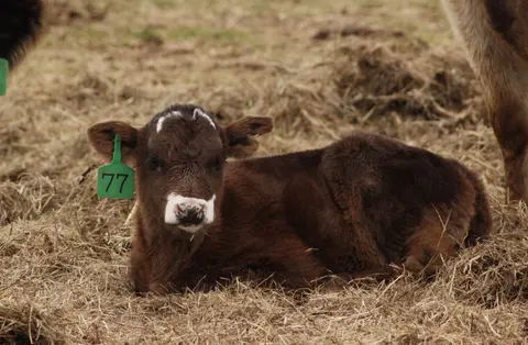Recent Events, Winter Hay Management, Top Tips for Winter Hay Management, Calf Productivity