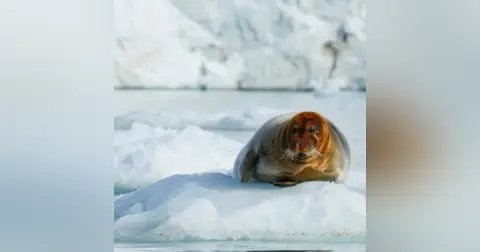 Exploring the Arctic