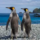 Penguins